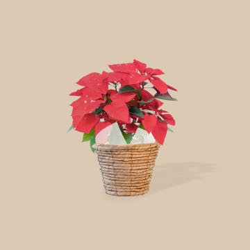 蘭の花大好き　様限定　　　ミンク 蘭の花大好き 様限定 ミンク 蘭の花大好き様限定ミンク