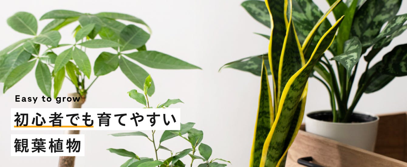 初心者におすすめ 育てやすい観葉植物 | HitoHana（ひとはな）