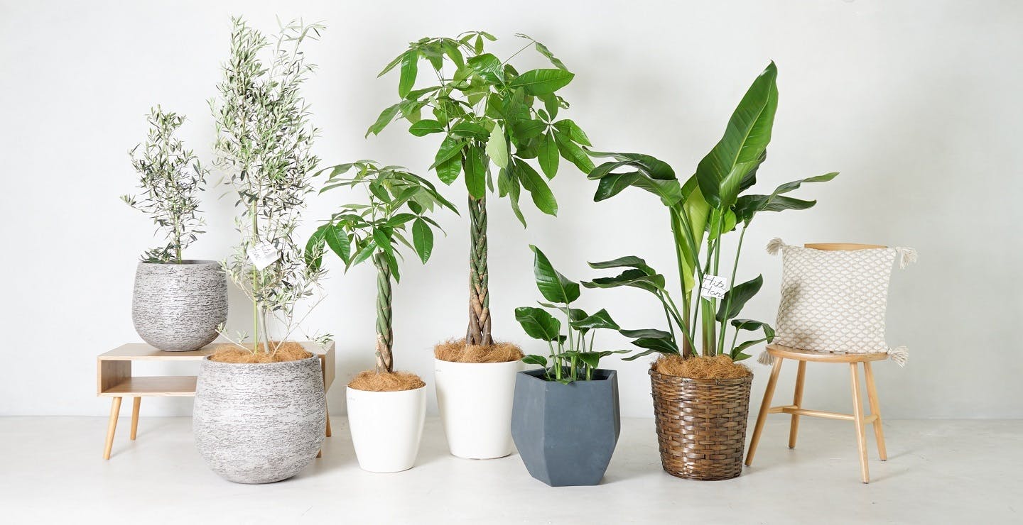 鉢カバー付きの観葉植物 | HitoHana（ひとはな）