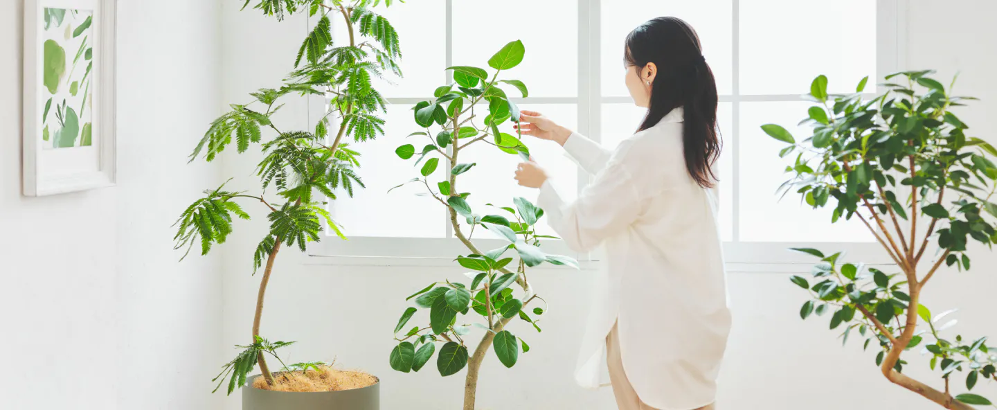 大型の観葉植物 | 通販専門店 HitoHana（ひとはな）