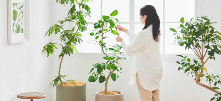 観葉植物 初心者セット | HitoHana（ひとはな）