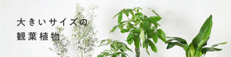 9号サイズの観葉植物 | 通販専門店 HitoHana（ひとはな）
