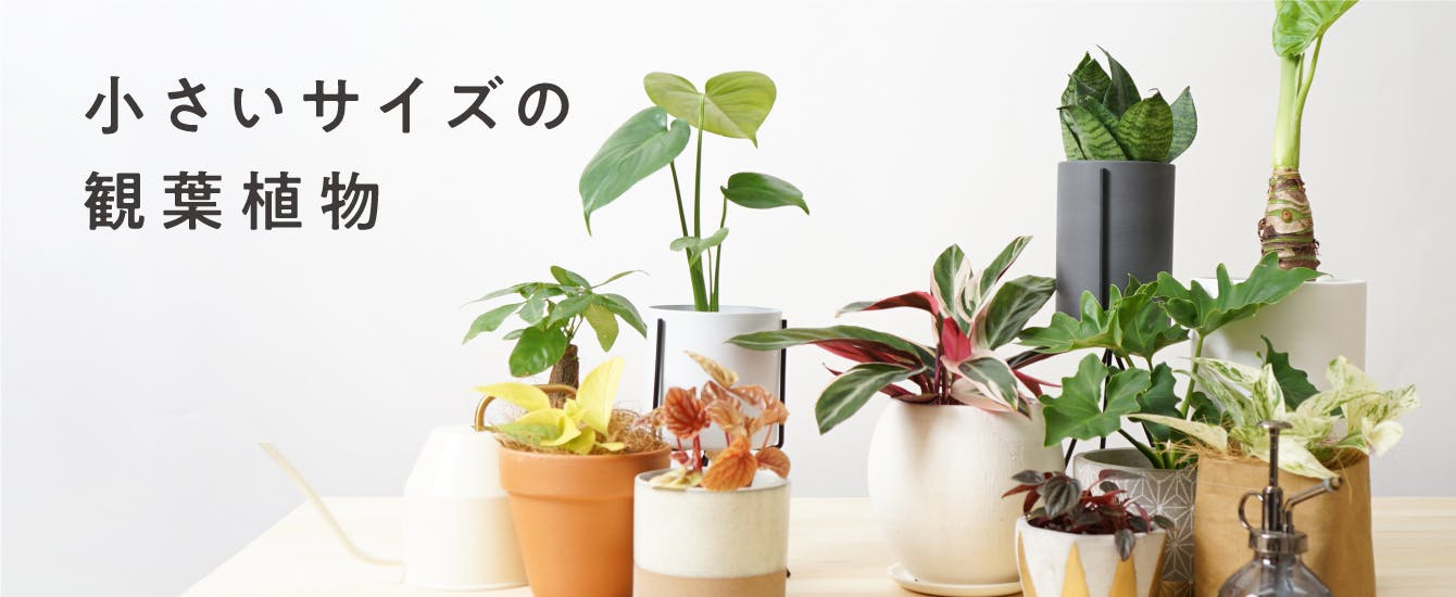 ミニ観葉植物 | 通販専門店 HitoHana（ひとはな）