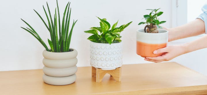 鉢カバー付きの観葉植物 | HitoHana（ひとはな）