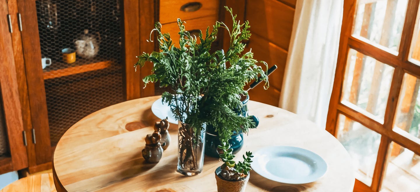 カントリー調なお部屋におすすめの観葉植物通販 | HitoHana（ひとはな）