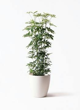 70【アムステルダム約200cm】超大型観葉植物｜シンボルツリー｜ 大型の観葉植物 | 通販専門店 HitoHana（ひとはな）