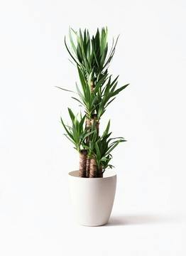 大型の観葉植物 | 通販専門店 HitoHana（ひとはな）