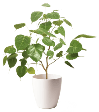 インドボダイジュ 1点もの 現品 現物 観葉植物通販hitohana ひとはな インドボダイジュ 1点もの 現品 現物 観葉植物通販hitohana ひとはな