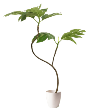 パンノキ 観葉植物通販hitohana ひとはな パンノキ 観葉植物通販hitohana ひとはな
