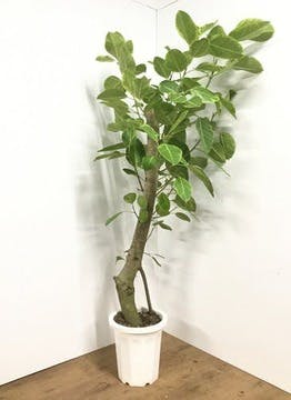【大阪限定】190cm！大きなアルテシーマ 観葉植物