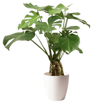 モンステラ 観葉植物通販hitohana ひとはな モンステラ 観葉植物通販hitohana ひとはな