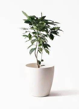 観葉植物の種類一覧 | 通販専門店 HitoHana（ひとはな）