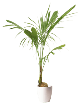 ココヤシ 観葉植物通販hitohana ひとはな ココヤシ 観葉植物通販hitohana ひとはな