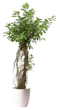 ガジュマル 観葉植物通販hitohana ひとはな ガジュマル 観葉植物通販hitohana ひとはな