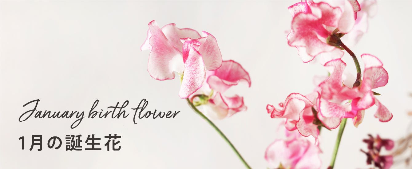 1月の誕生日ギフト - お花と植物のギフト通販 HitoHana（ひとはな）
