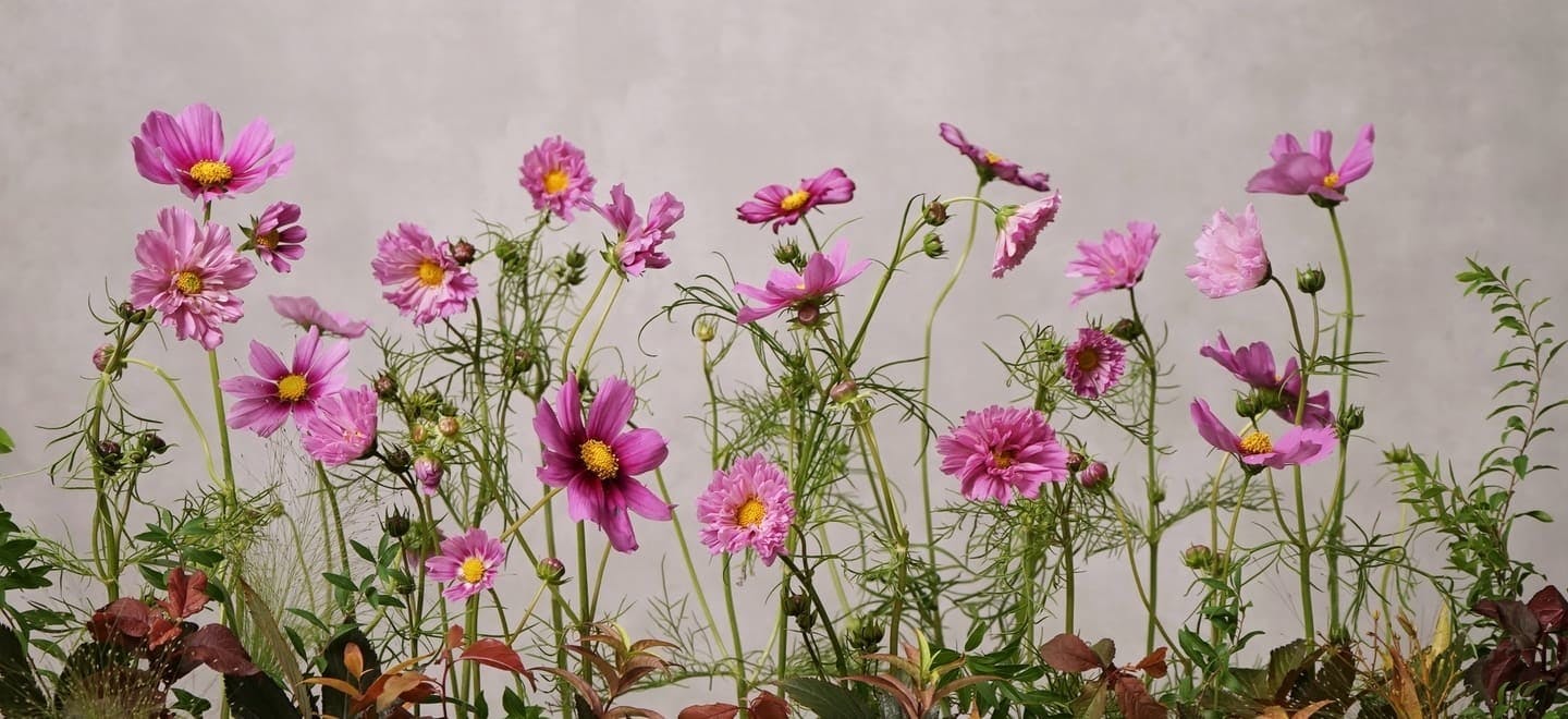 コスモスの花束 アレンジメント フラワーギフトならhitohana ひとはな