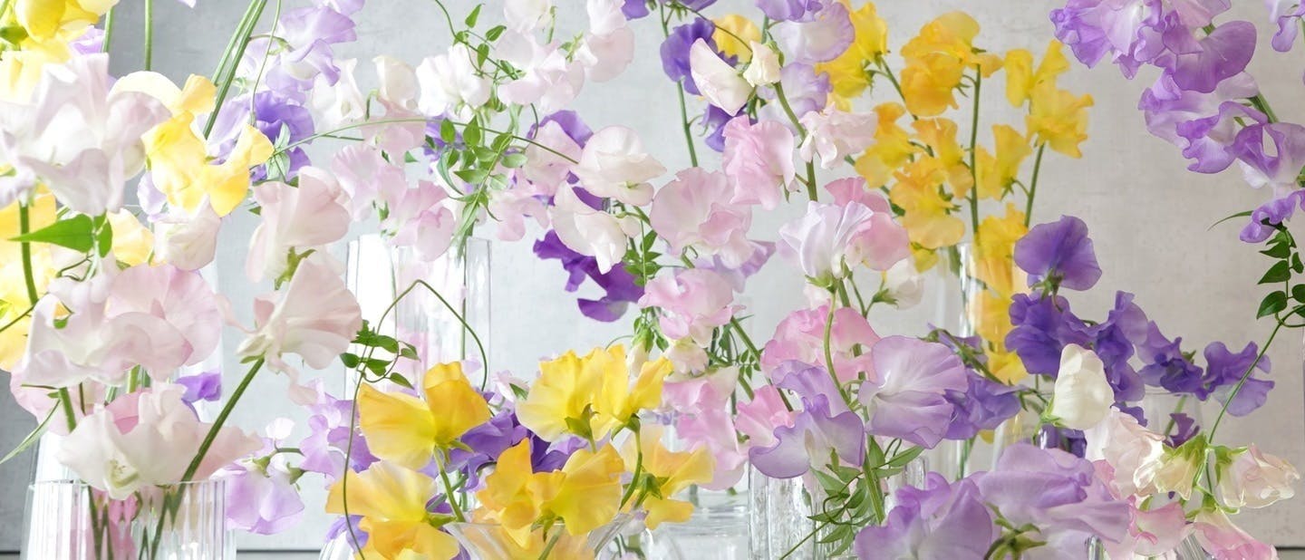 スイートピーのアレンジメント | フラワーギフトならHitoHana（ひとはな）