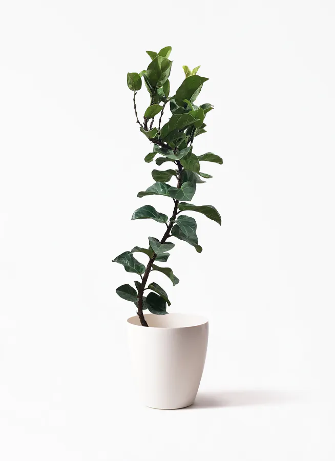 140cm〜160cmの観葉植物 | 送料無料でお届け | Hitohana（ひとはな）
