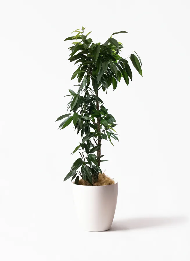 140cm〜160cmの観葉植物 | 送料無料でお届け | Hitohana（ひとはな）