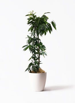【segodon】フィカス・アムステルダムキング✨ 観葉植物 フィカス アムステルダムキング 7号 曲り プラスチック鉢