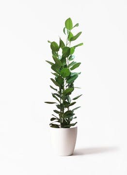 フィカス ベンガレンシス | 観葉植物の通販ならHitoHana