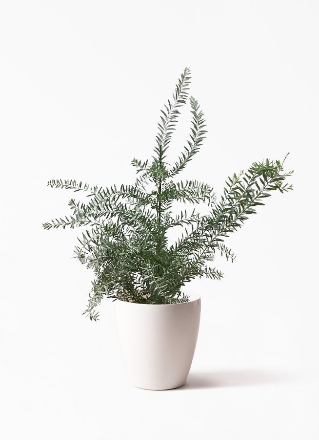 アカシア ブルーブッシュ 写真 | 観葉植物通販HitoHana(ひとはな)