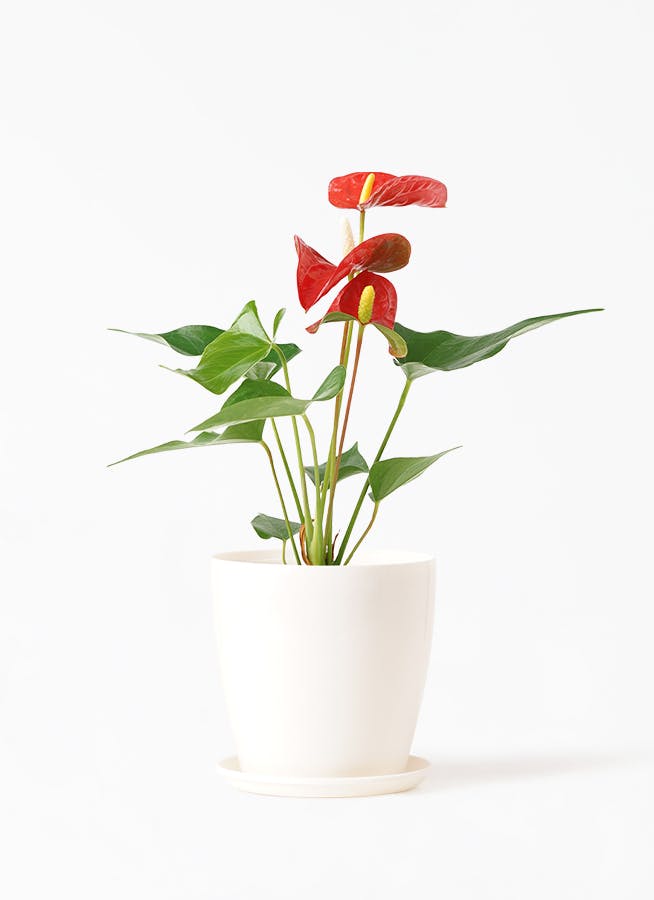 アンスリウム | 観葉植物の通販ならHitoHana（ひとはな）