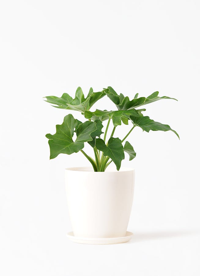 107 grandipes グランディペス フィロデンドロン 107 grandipes