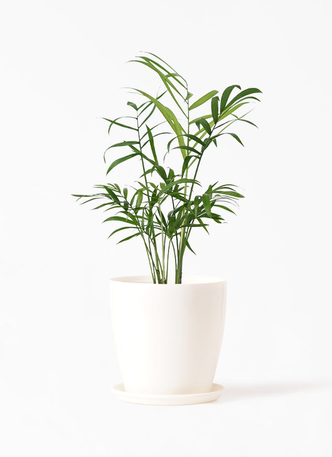 テーブルヤシ | 観葉植物の通販ならHitoHana（ひとはな）