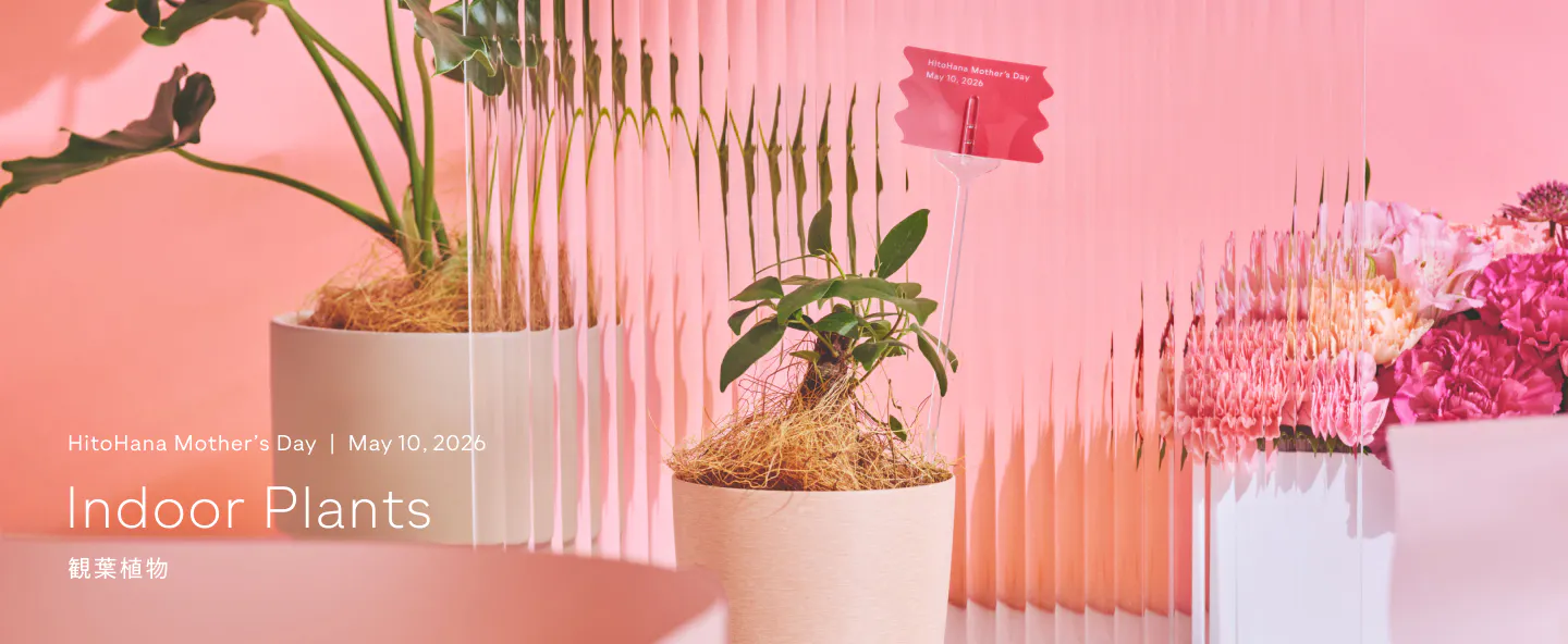 母の日に贈る観葉植物 | HitoHana（ひとはな）