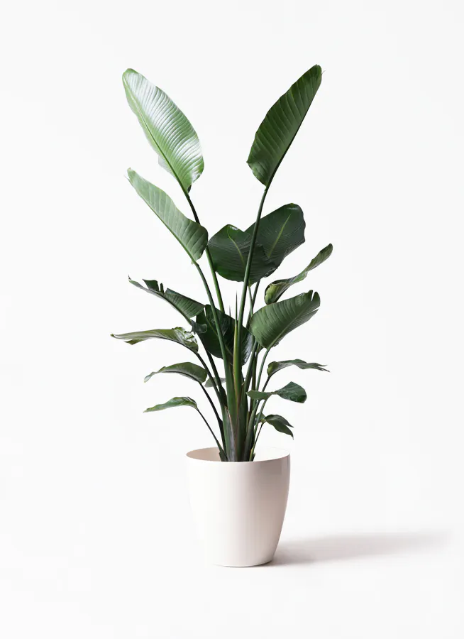 オーガスタ 大型 | 観葉植物の通販ならHitoHana