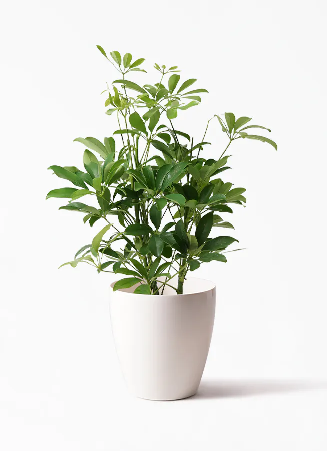 シェフレラ 大型 | 観葉植物通販HitoHana(ひとはな)