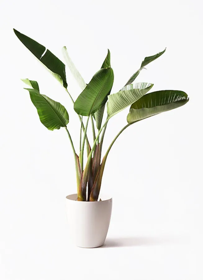 オーガスタ | 観葉植物の通販ならHitoHana（ひとはな）