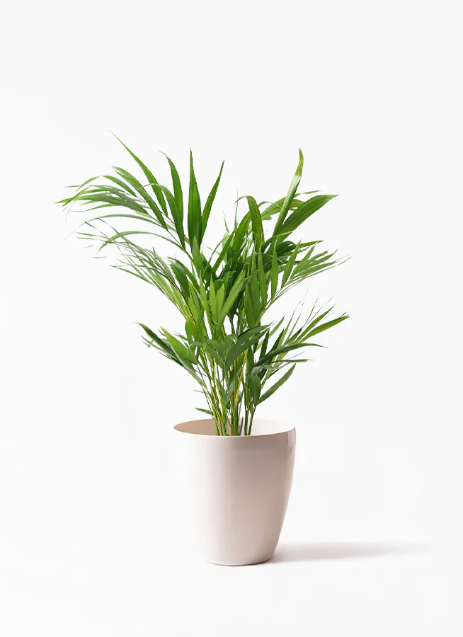 アレカヤシ | 観葉植物の通販ならHitoHana（ひとはな）