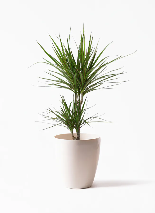ドラセナ コンシンネ | 観葉植物の通販ならHitoHana（ひとはな）