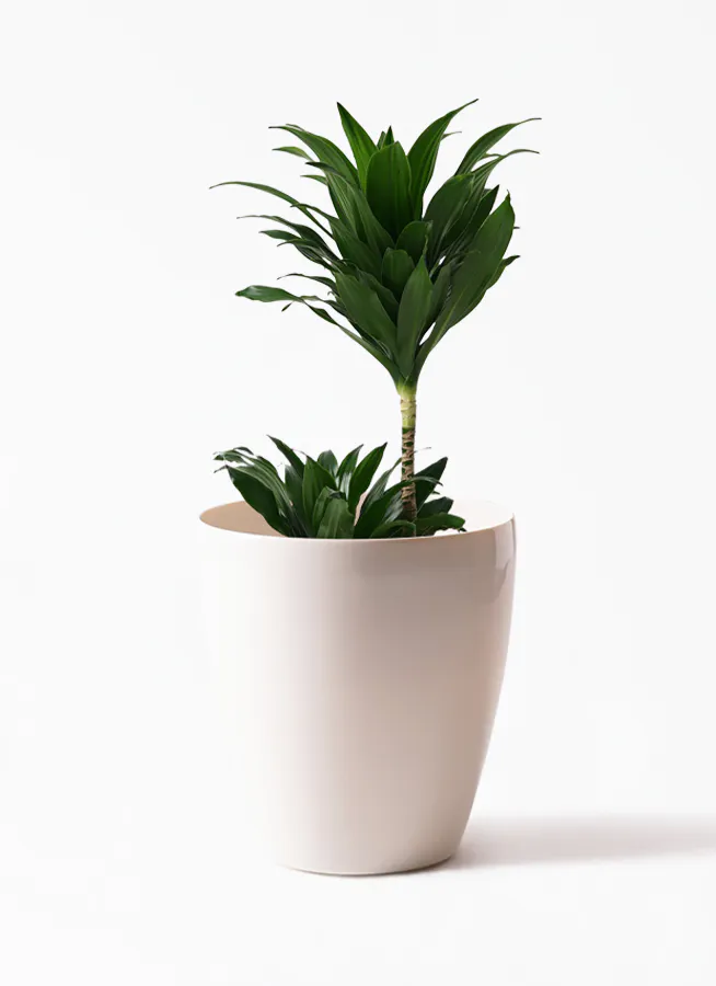 ドラセナ コンパクター | 観葉植物通販HitoHana(ひとはな)