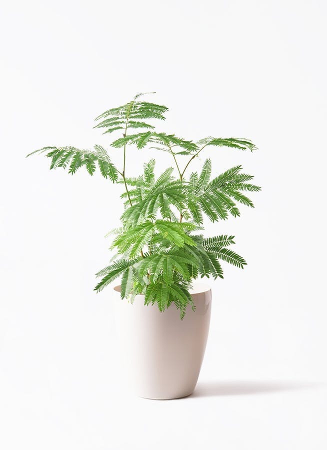 エバーフレッシュ | 観葉植物の通販ならHitoHana（ひとはな）