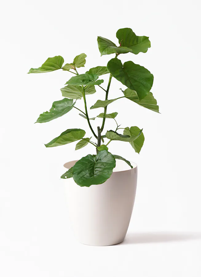 フィカス ウンベラータ | 観葉植物通販 HitoHana