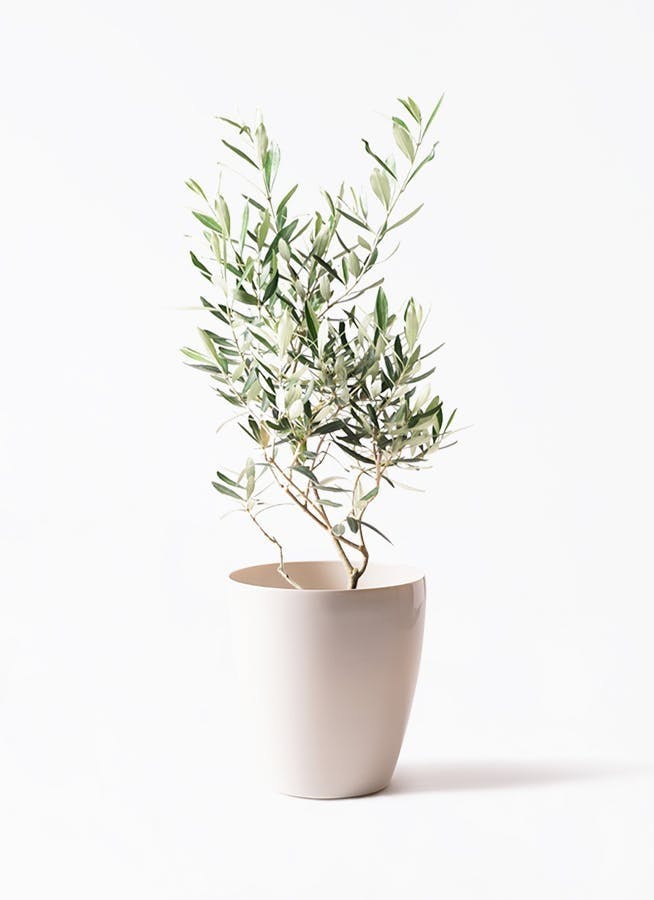 オリーブの木風観葉植物 中型 オリーブの木風観葉植物 中型 観葉植物 オリーブの木」の人気商品一覧