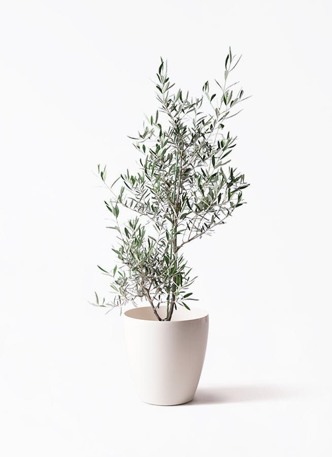 オリーブの木 ルッカ | 観葉植物 | 送料無料でお届け - Hitohana（ひと