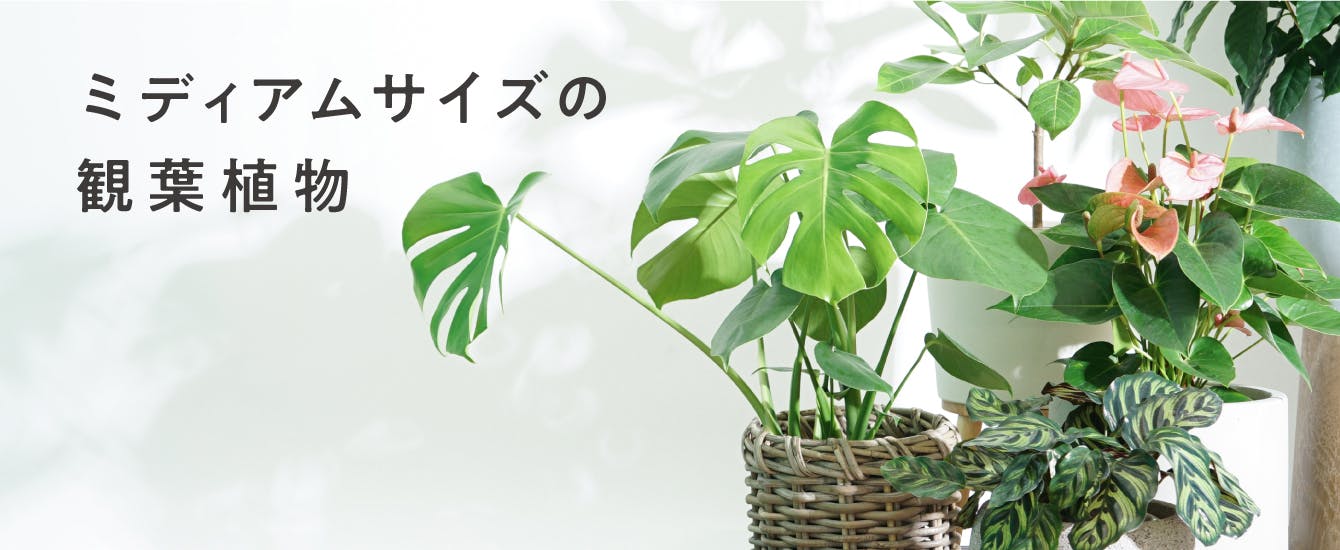 中型の観葉植物 - お花と植物のギフト通販 HitoHana（ひとはな）