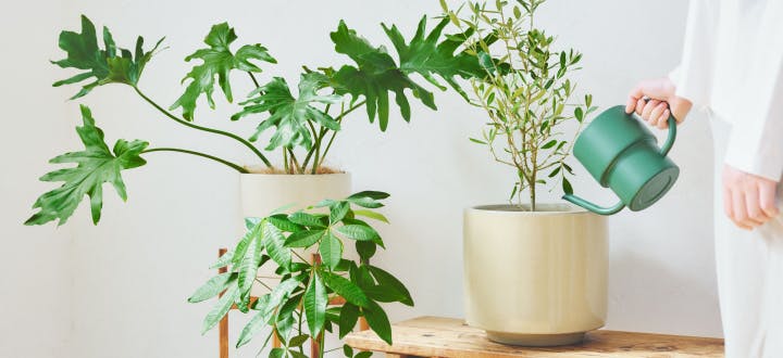鉢カバー付きの観葉植物 | HitoHana（ひとはな）