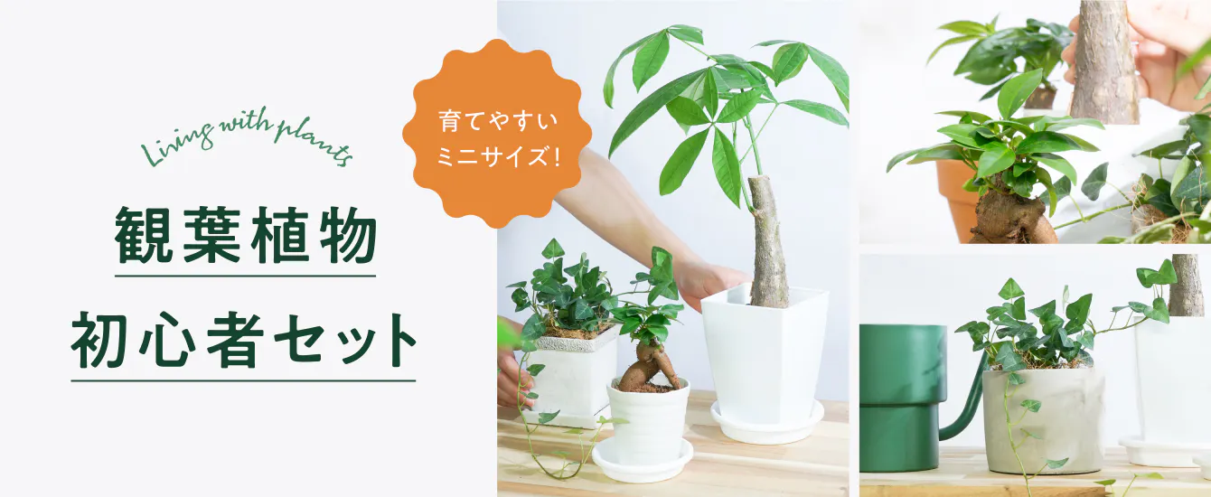 観葉植物 初心者セット | HitoHana（ひとはな）