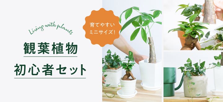 お祝いに贈る観葉植物 | 通販専門店 HitoHana（ひとはな）
