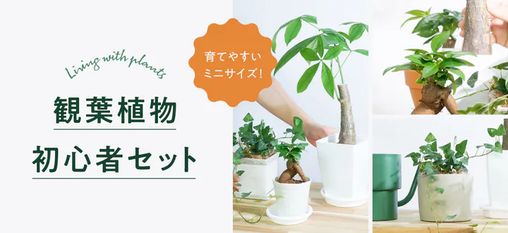 観葉植物 初心者セット | HitoHana（ひとはな）
