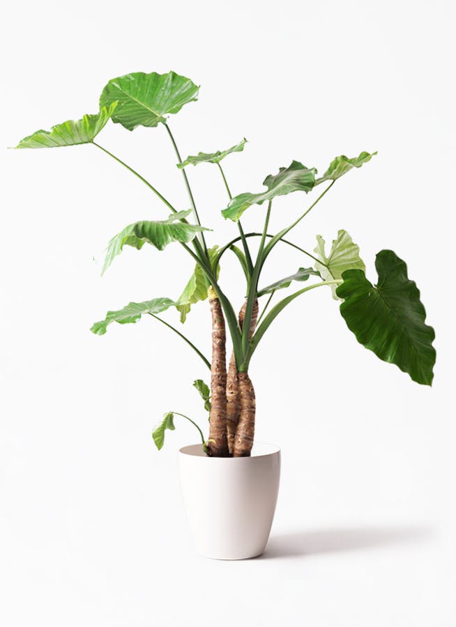 アロカシア | 観葉植物の通販ならHitoHana（ひとはな）