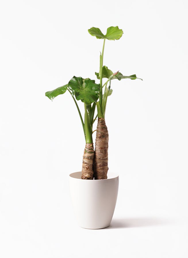 アロカシア | 観葉植物の通販ならHitoHana（ひとはな）