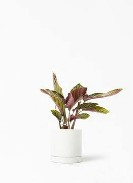 カラテア マコヤナ | 観葉植物の通販ならHitoHana（ひとはな）