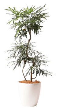 グリーンアラレア 観葉植物通販hitohana ひとはな
