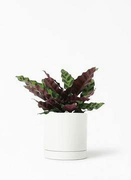 カラテア マコヤナ | 観葉植物の通販ならHitoHana（ひとはな）